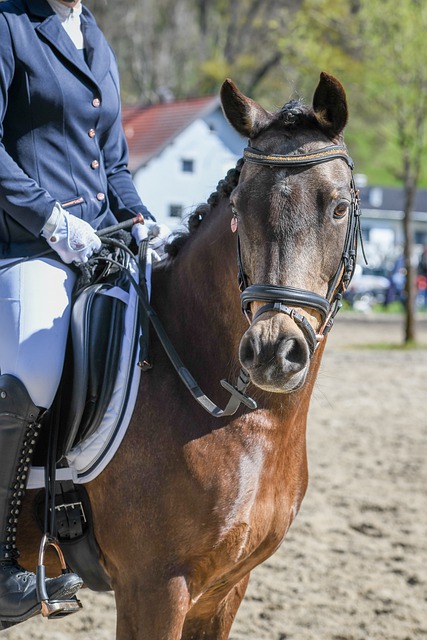 女排意甲半 女排意甲半