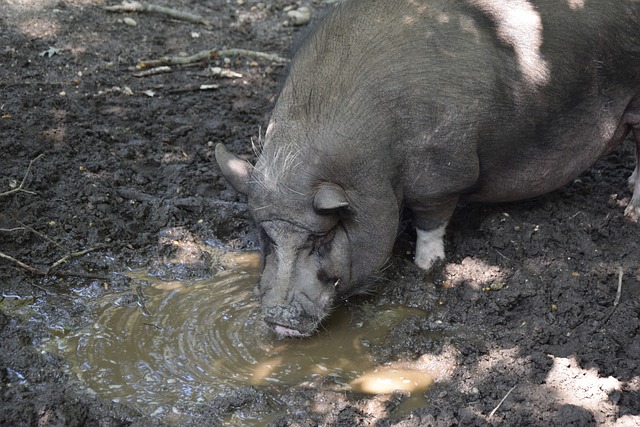 中医拿下女子草量级格斗澳门站冠军!张伟丽：头皮发麻.